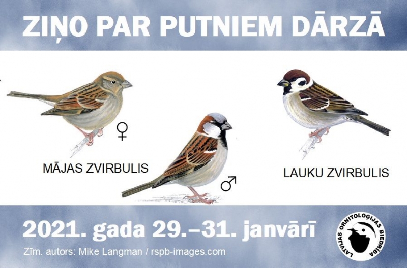 ziņo par putniem