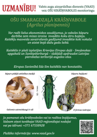 Notiek ošu kaitēkļa monitorings Latvijas novados Igaunijas, Krievijas un Baltkrievijas pierobežā un starptautisku tirdzniecības ceļu tuvumā