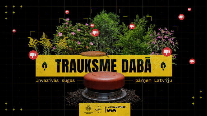“Trauksme dabā. Invazīvās sugas pārņem Latviju” – ar īsfilmu sēriju Dabas aizsardzības pārvalde aicina pievērst uzmanību un ierobežot invazīvās sugas