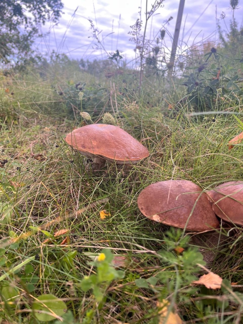 Preiļu novadā aizvadīts izglītojošs un spēcinošs pārgājiens "Ceļā pie Martas gar Egles ezeru"