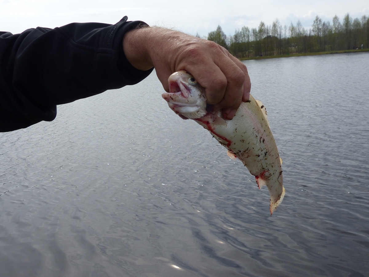 20180428_makskeresana_068.jpg