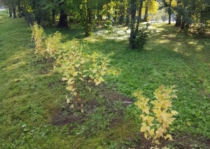 Preiļu parks