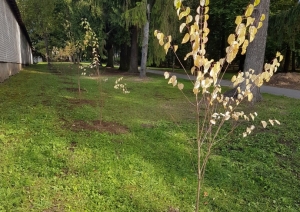 Preiļu parks