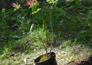 izveidota rododendru audze