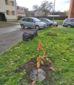 pagalma labiekārtošanas darbi