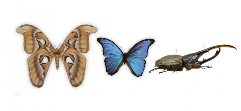 Valerijona Straševiča pasaules kukaiņu kolekcijas paraugi