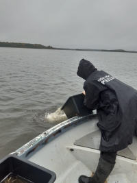 Zivju fonda ietvaros papildināti zivju resursi septiņos ezeros