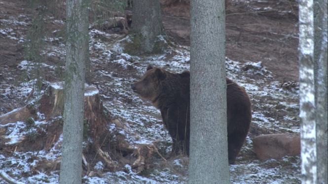 Kā noteikt lāča klātbūtni mežā