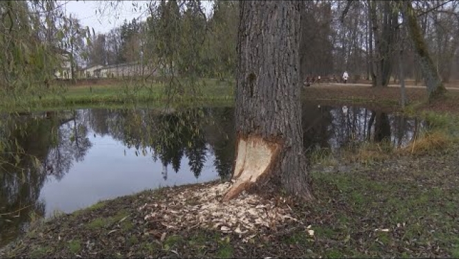 Preiļu parkā uzdarbojas bebri