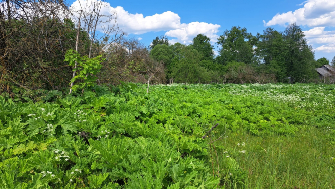 24.08.2023. plkst. 10.00 Preiļu novada domes aktu zālē tiks organizēta Invazīvo augu sugu izplatības ierobežošanas ekspertu grupas sanāksme