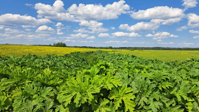 Zemes īpašniekiem obligāti jāveic latvāņu izplatības ierobežošanas pasākumi