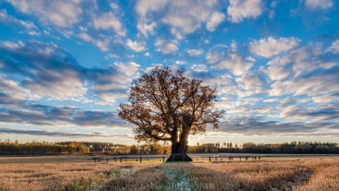 Eiropas Gada koks. Aicinām piedalīties un balsot!