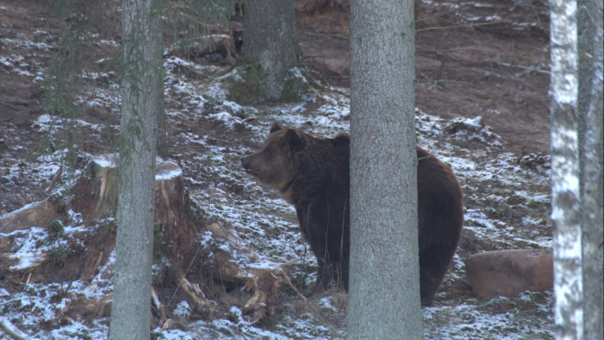 Kā noteikt lāča klātbūtni mežā