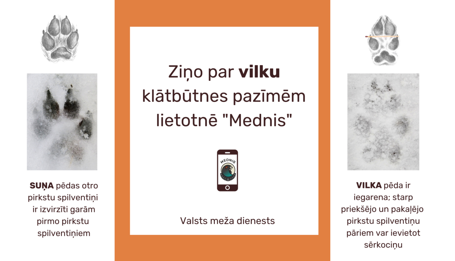 Valsts meža dienests aicina ziņot par vilku klātbūtnes pazīmēm