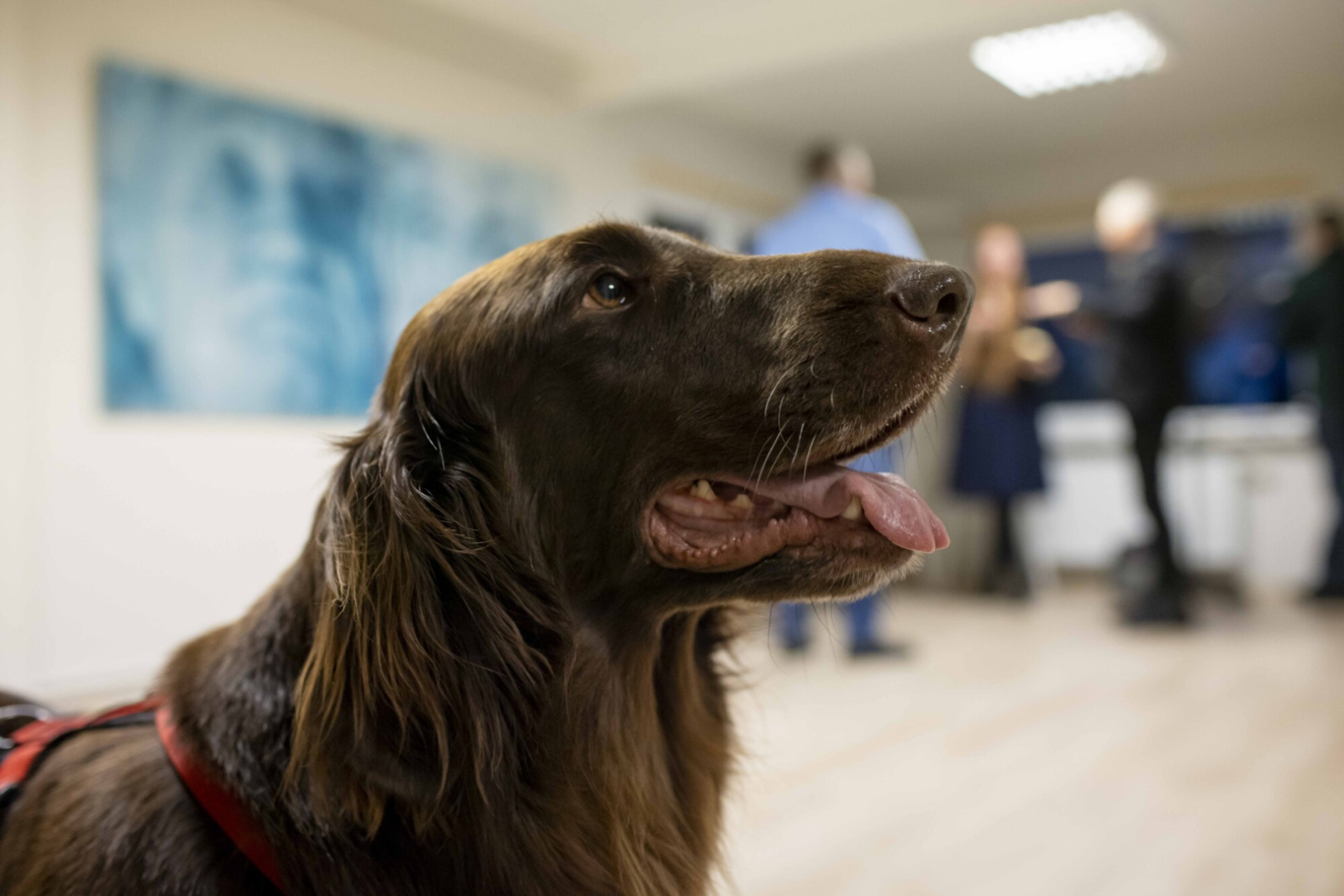 Roberta Mūka muzejā Galēnos atklāta Rituma Ivanova personālizstāde “Tikšanās”