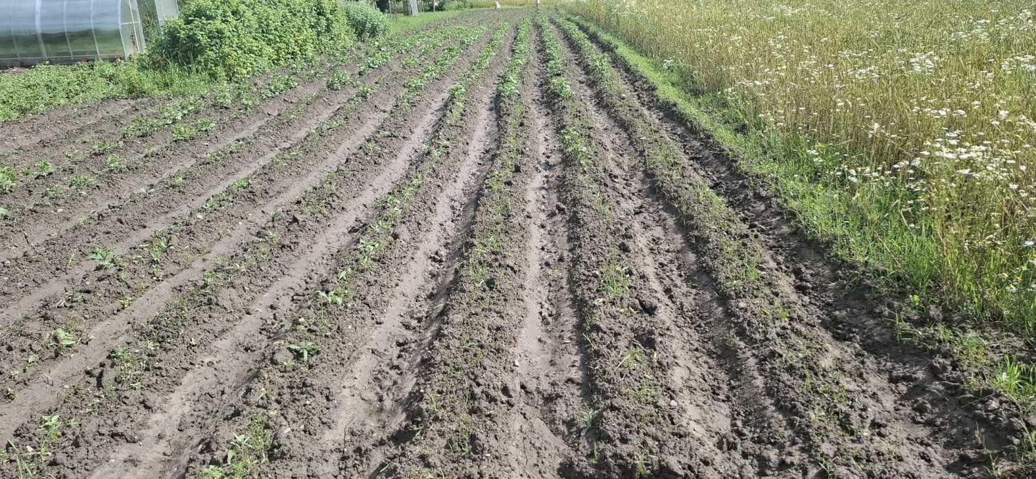 Biedrība „Nīdermuižas draudze” noslēgusi projektu Nr. 5.2./2025-32 „No sēkliņas līdz ražai” Preiļu novada Aizkalnes un Pelēču pagastu dārzos