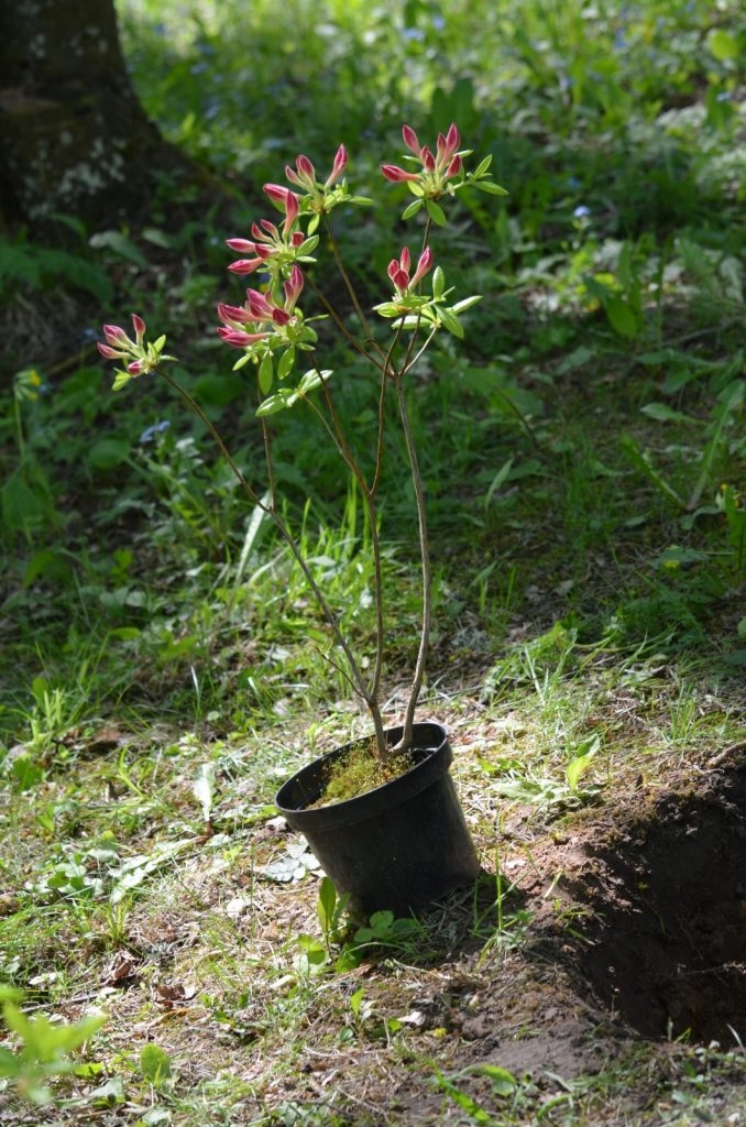 izveidota rododendru audze