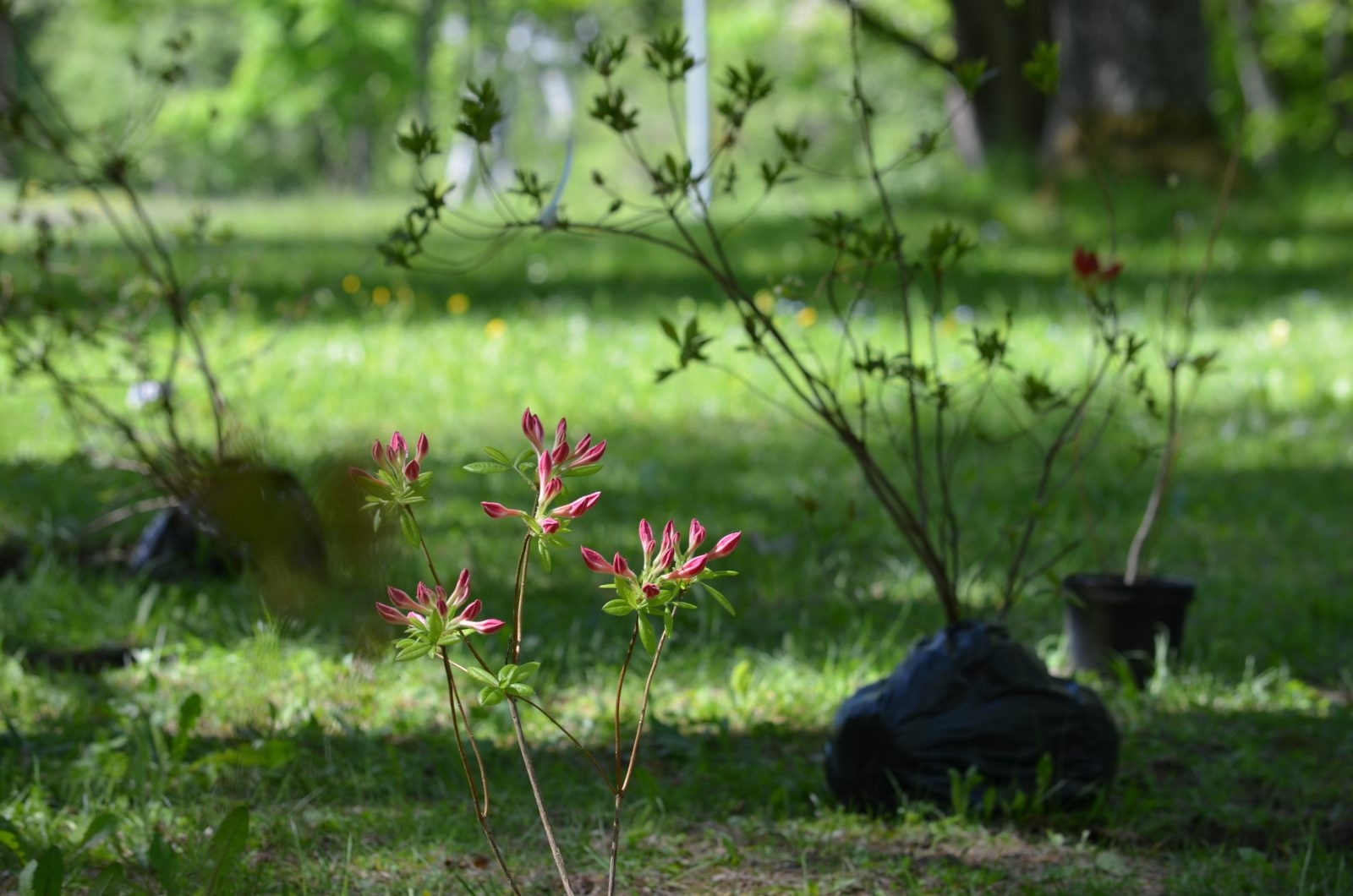 izveidota rododendru audze