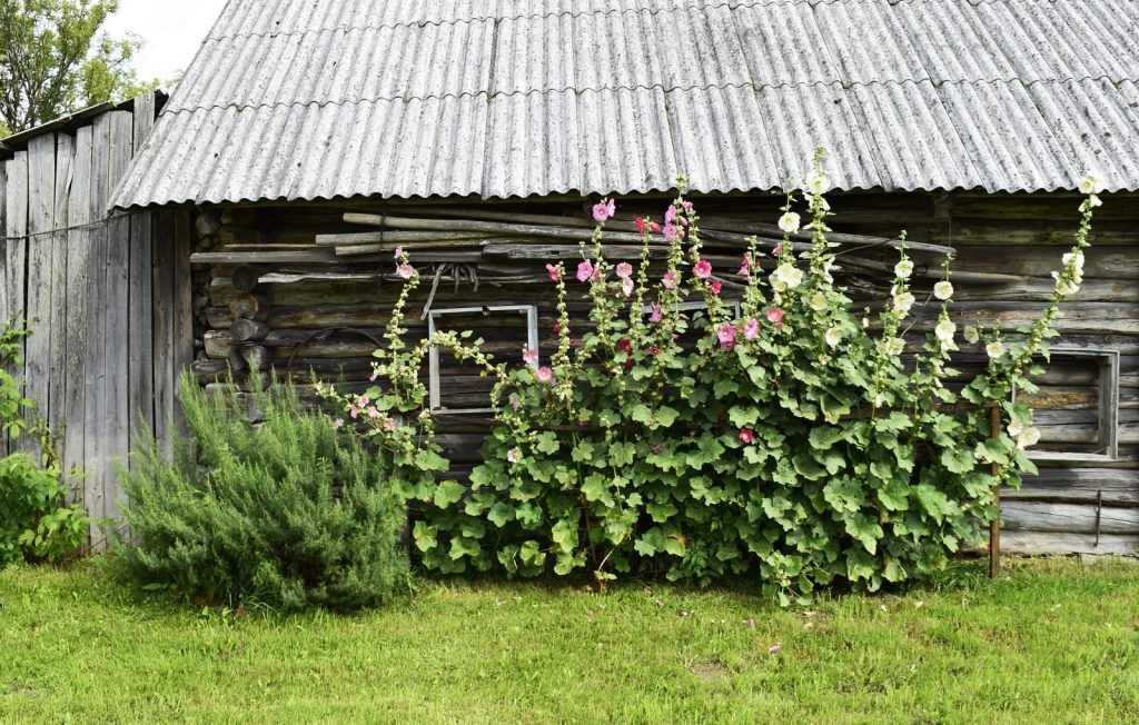 konkursa-sakoptakais-ipasums-preilu-novada-2019-pieteiktie-ipasumi-foto-inese-anina-036-1024x652.jpg