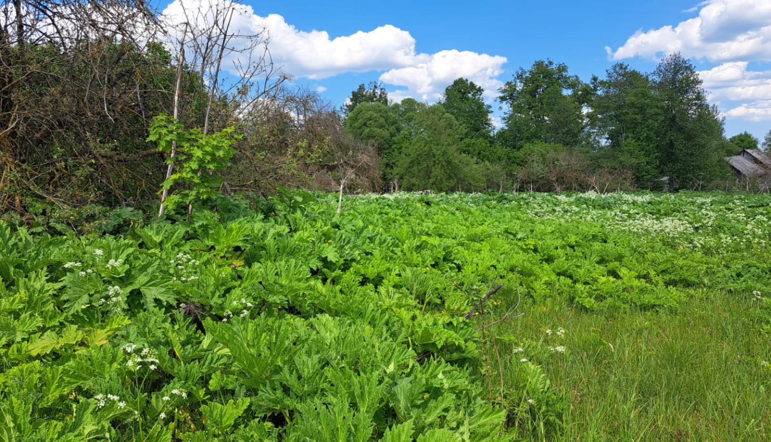 24.08.2023. plkst. 10.00 Preiļu novada domes aktu zālē tiks organizēta Invazīvo augu sugu izplatības ierobežošanas ekspertu grupas sanāksme