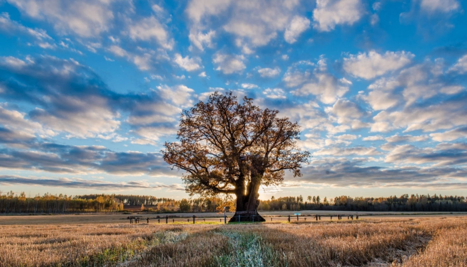 Eiropas Gada koks. Aicinām piedalīties un balsot!