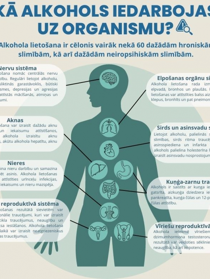 kā alkohols ietekmē cilvēka organismu