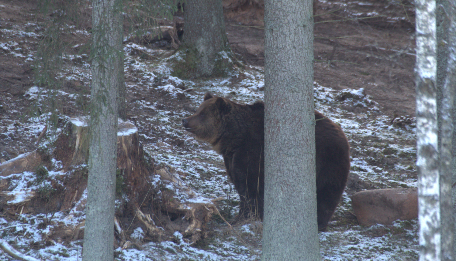 Kā noteikt lāča klātbūtni mežā